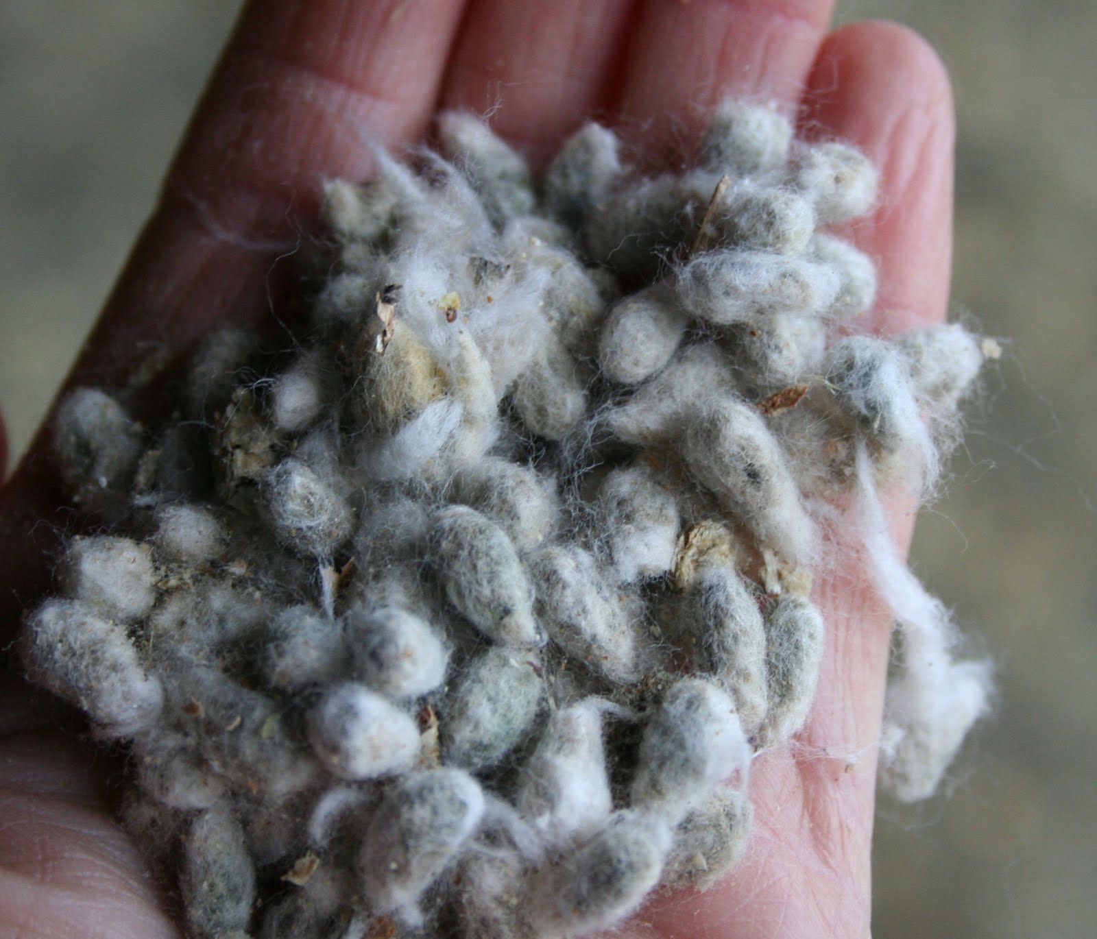 Cotton seeds