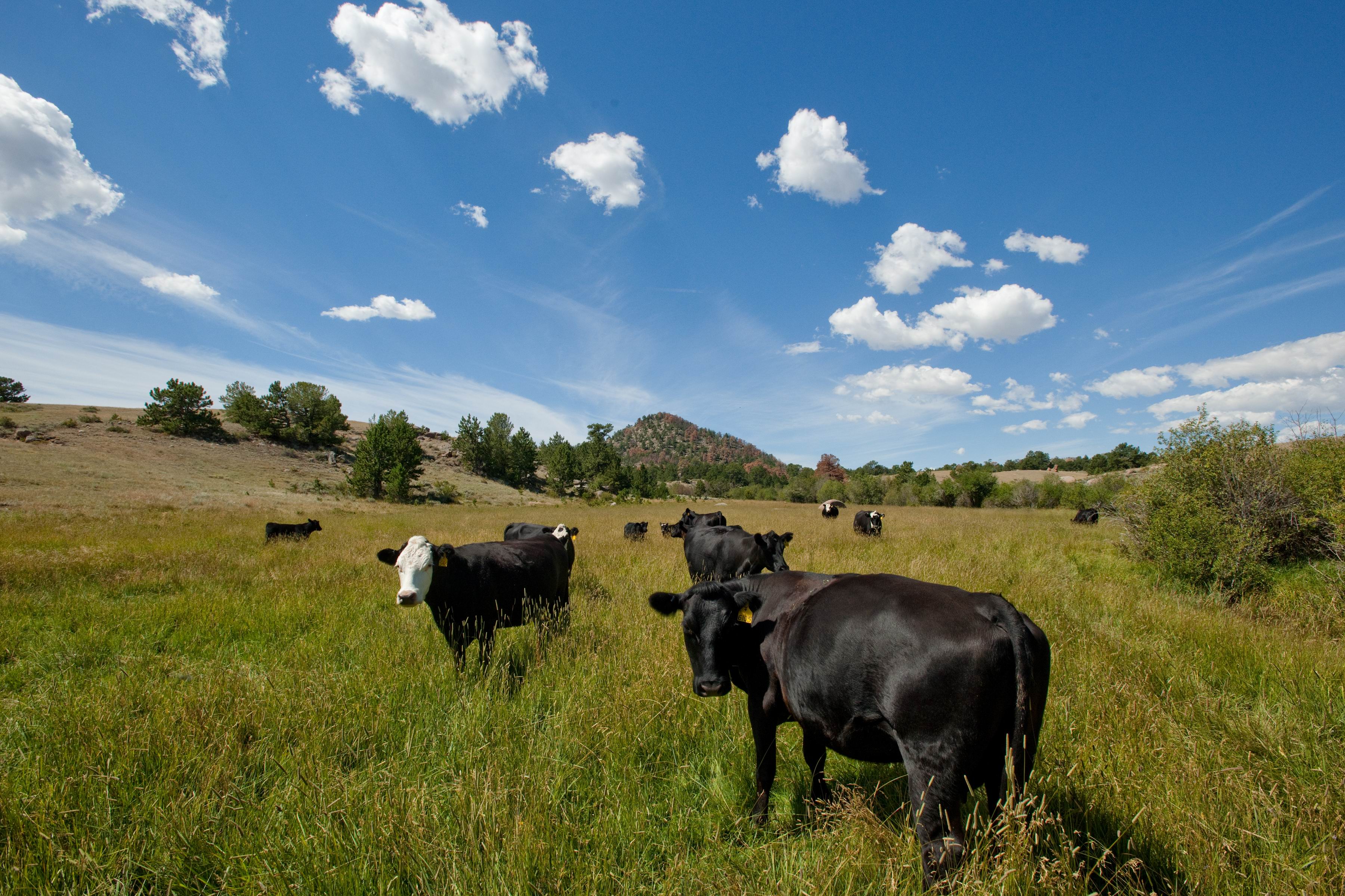 Ranch cattle